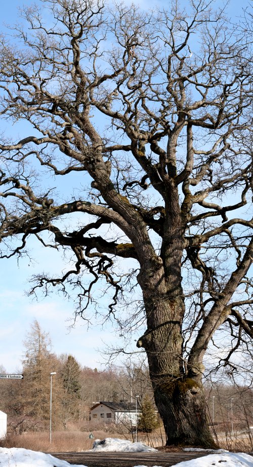 J&auml;tteek (Quercus robur) i V&aring;rds&auml;tra, Ekolsn&auml;s Uppsala (v&auml;gek)
