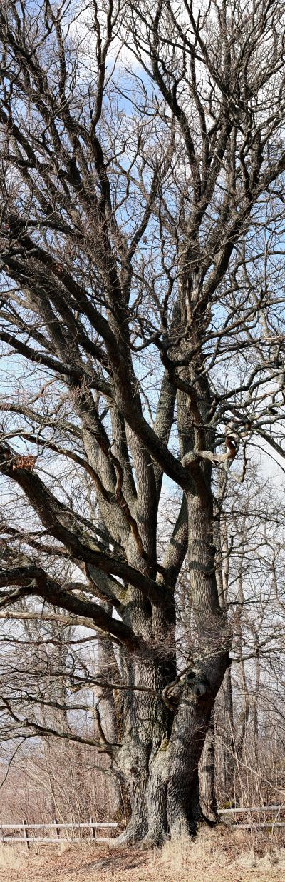 Ekstammar p&aring; j&auml;tteek, Quercus robur, V&aring;rds&auml;tra naturreservat Uppsala