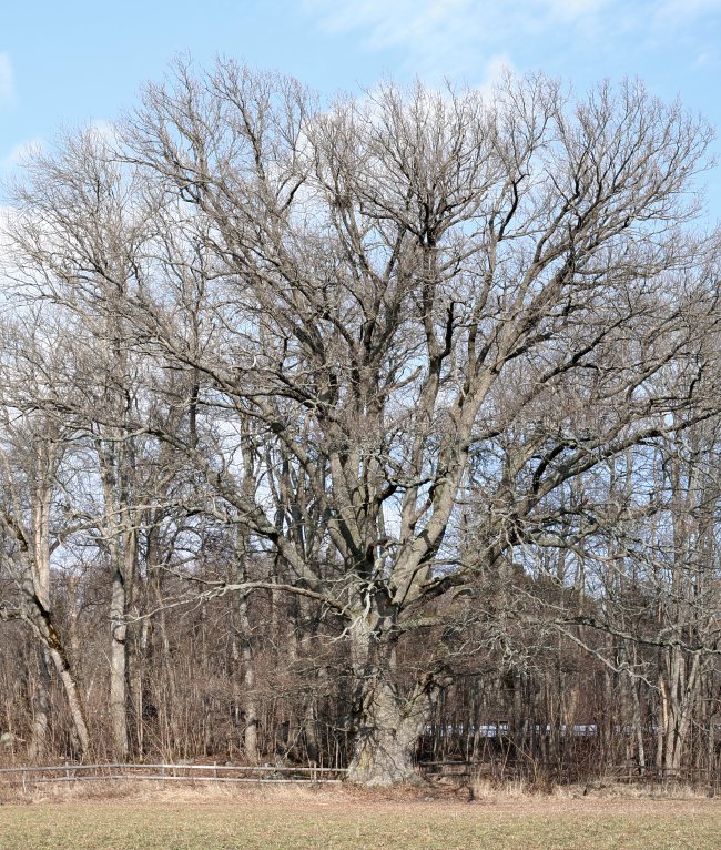 J&auml;tteek, Quercus robur, V&aring;rds&auml;tra strandek