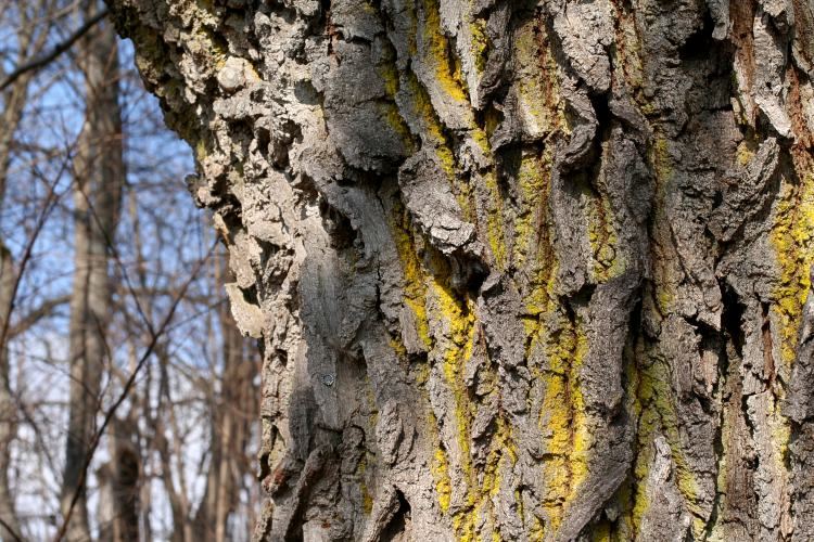 Ek med gul mj&ouml;llav, Chrysothrix candelaris