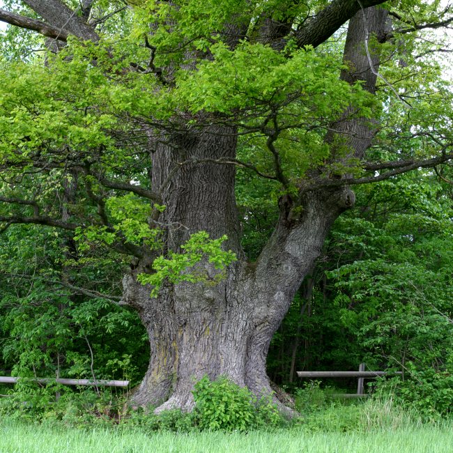 J&auml;tteek, Quercus robur, V&aring;rds&auml;tra naturpark