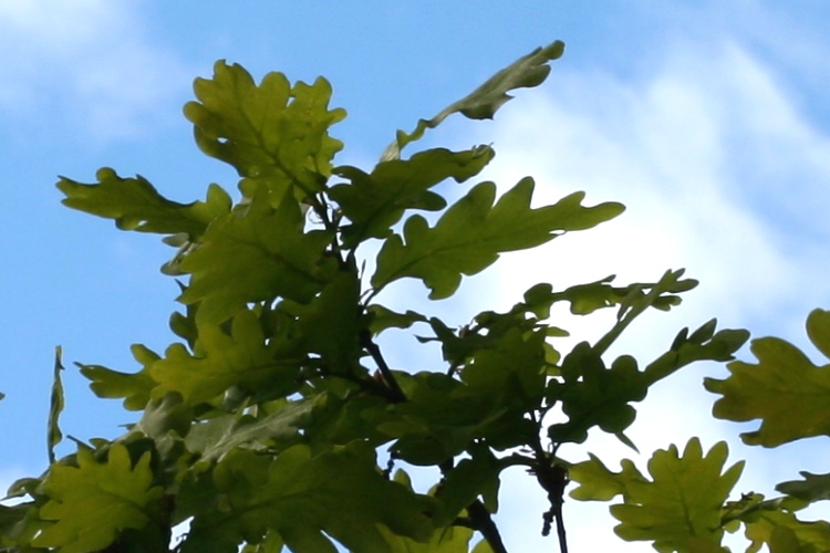 Quercus robur ekl&ouml;v