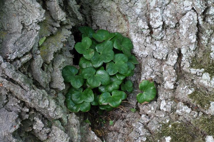 J&auml;tteek (Quercus robur) med bl&aring;sippa, Hepatica nobilis