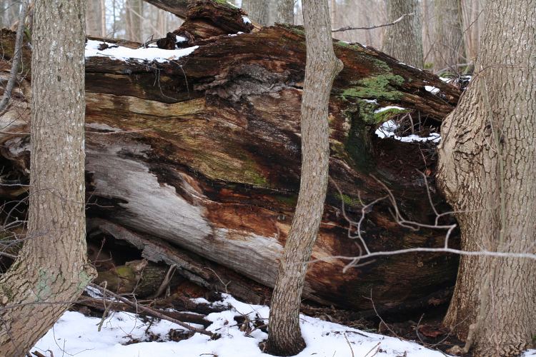 V&aring;rds&auml;tra naturreservat, fallen ekstam