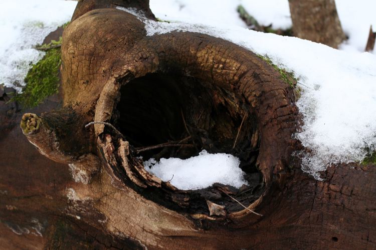 V&aring;rds&auml;tra naturreservat, lega, ih&aring;lig murken stam