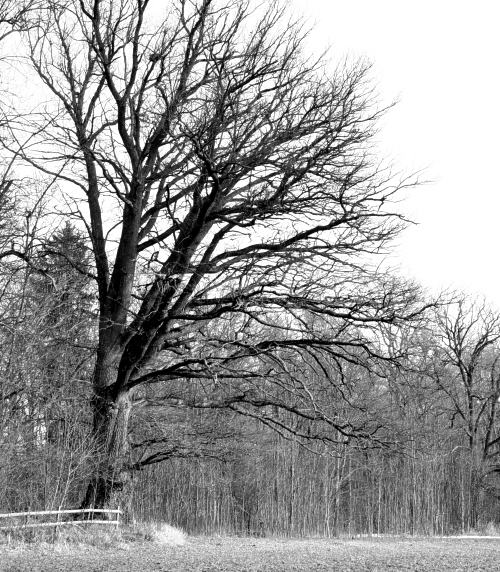J&auml;tteek, Quercus robur vid V&aring;rds&auml;tra naturreservat, strandek