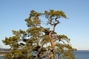 Sveriges &auml;ldsta tall