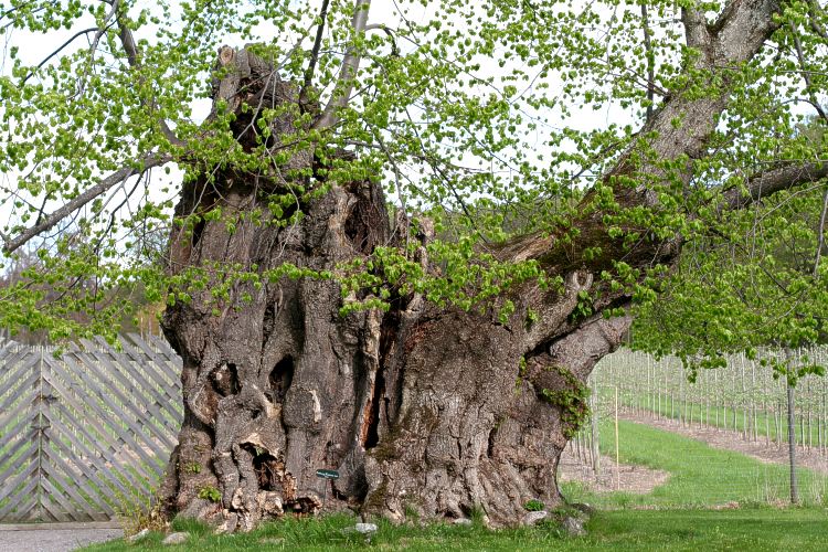 Gr&ouml;ns&ouml; parklind