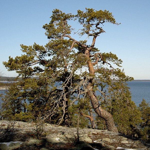 Sveriges &auml;ldsta tall