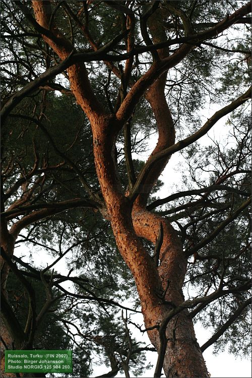 Tallgrenar (Pinus sylvestris)