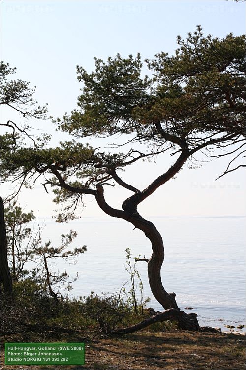 Tall vid vatten