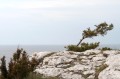Tall vid hav