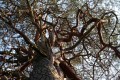 Tallkrona (Pinus sylvestris)