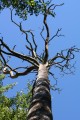 Död tall (Pinus sylvestris)