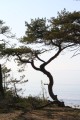 Tall vid vatten