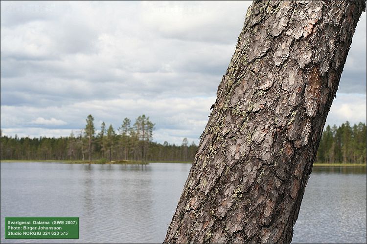 Tall vid sjö