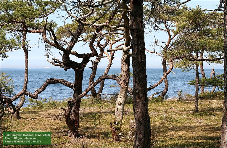 Tallar vid havet