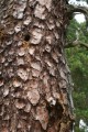 Tallbark (Pinus sylvestris)