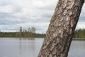 Tall vid sjö