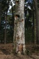 Död tall (Pinus sylvestris)