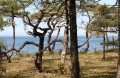 Tallar vid havet