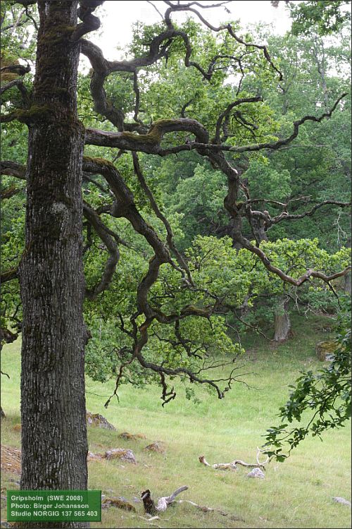 Ek (Quercus robur)