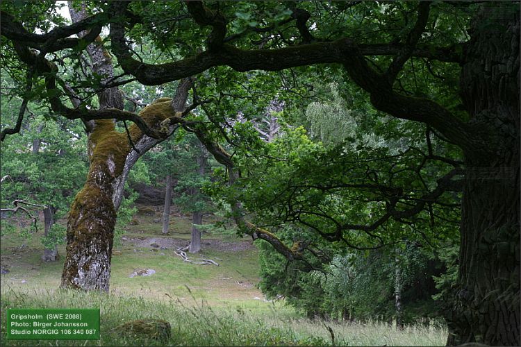Ekar (Quercus robur)