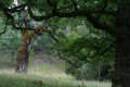 Ekar (Quercus robur)