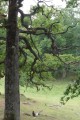 Ek (Quercus robur)