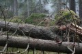 Vindfällda träd (granar)