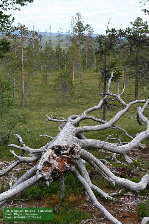 Fallen torrfura