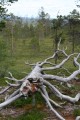 Fallen torrfura